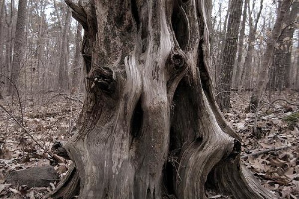 Macwood
