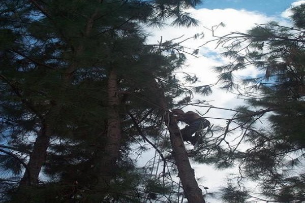 Macwood