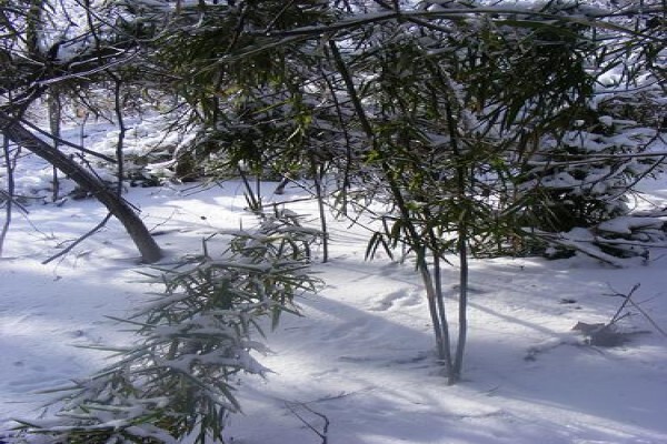 Macwood
