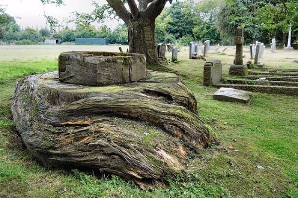 Macwood