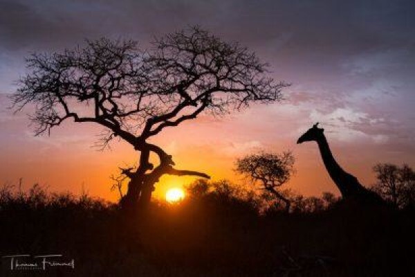 Made In Africa Tours