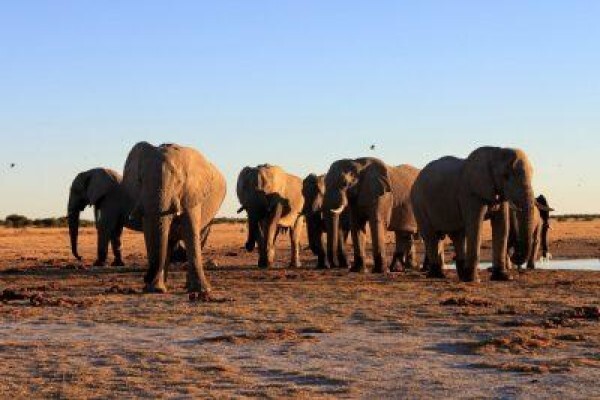 Made In Africa Tours