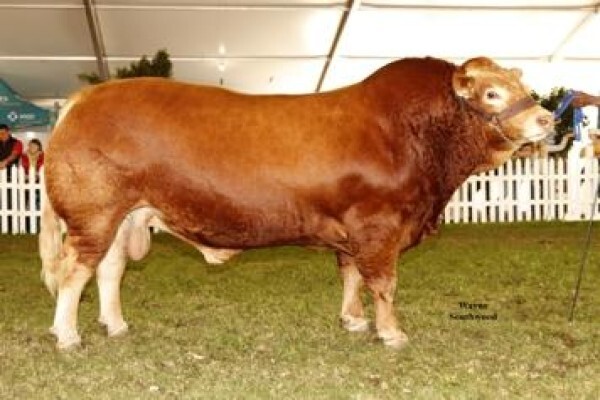 Limousin