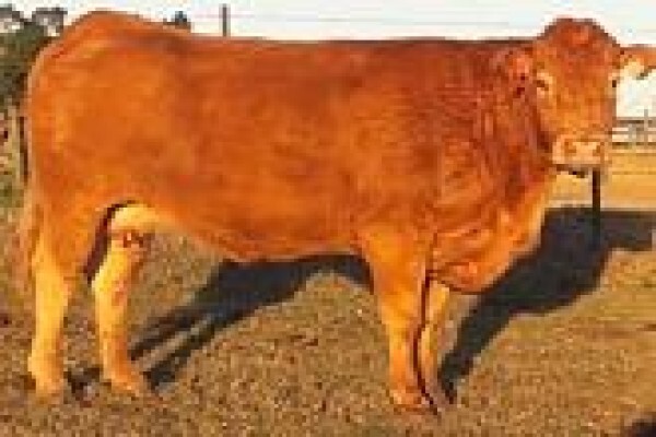 Limousin