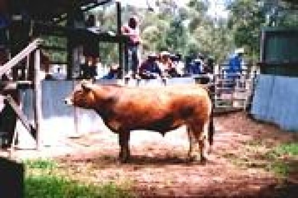 Limousin