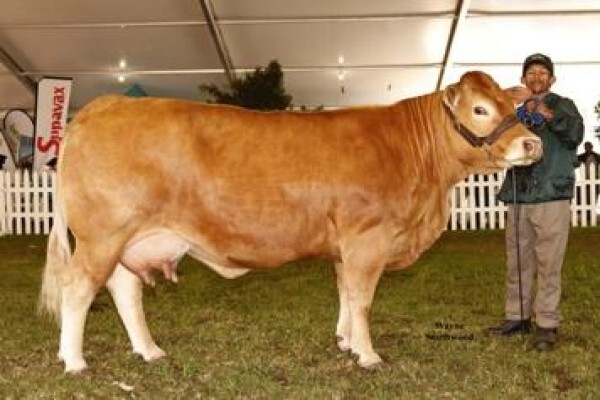 Limousin