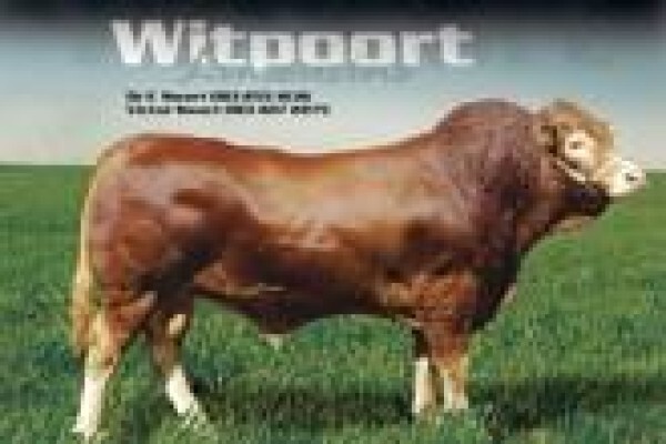 Limousin
