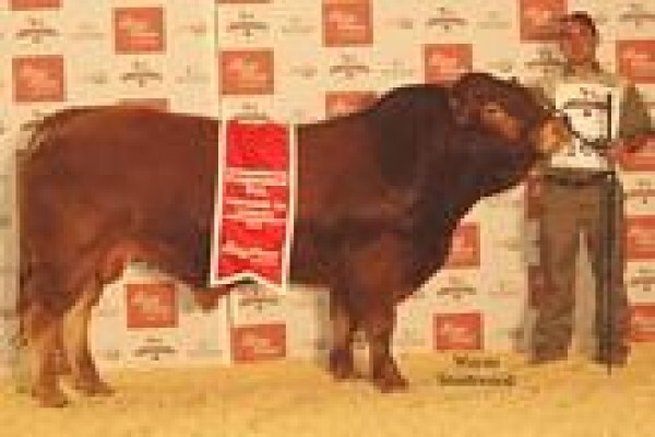 Limousin