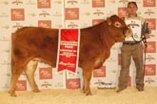 Limousin