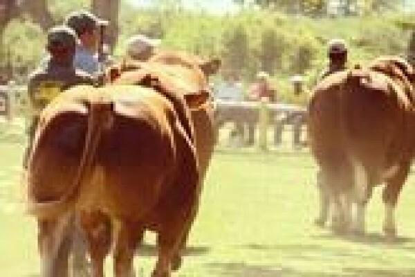 Limousin