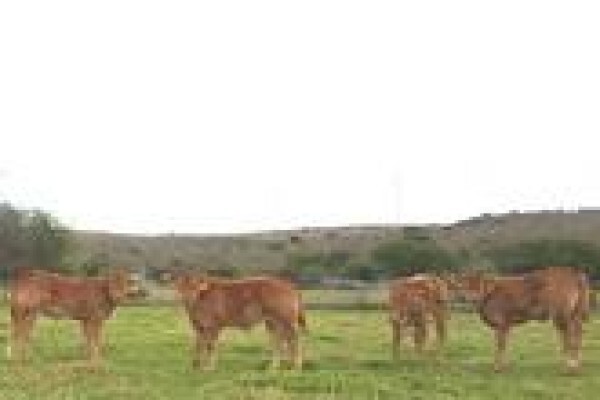 Limousin