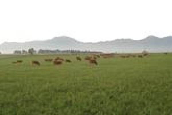 Limousin