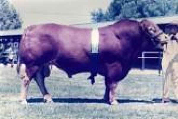 Limousin