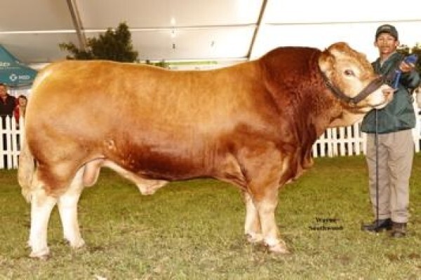 Limousin