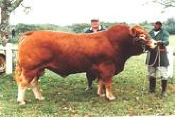 Limousin