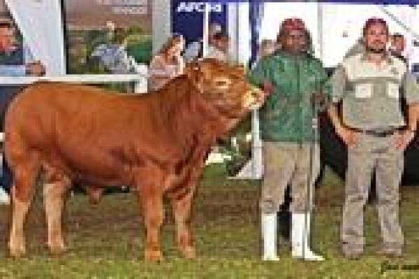 Limousin