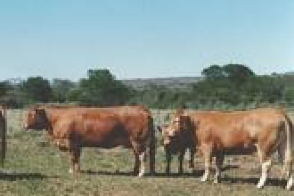 Limousin