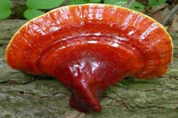 Ling-Zhi Mushroom