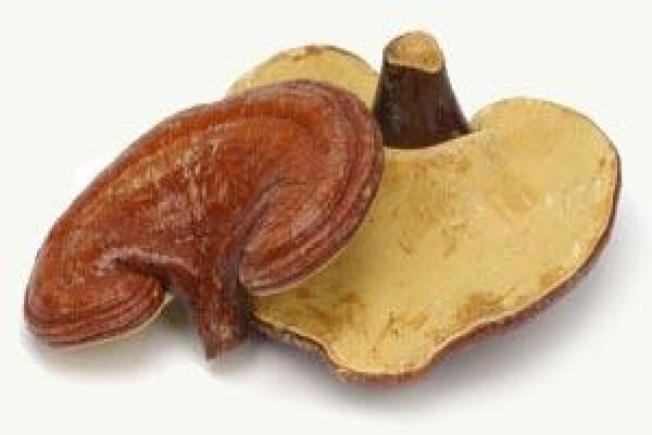 Ling-Zhi Mushroom