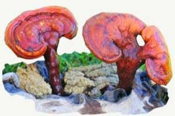 Ling-Zhi Mushroom