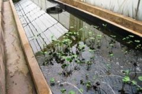 Aquaplex Distribution Services