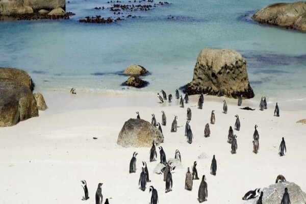 Cape Escape Holiday Homes