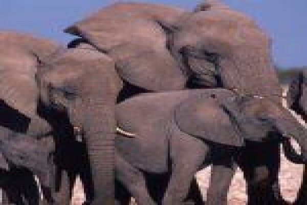 Assessment Of South African Elephant Management