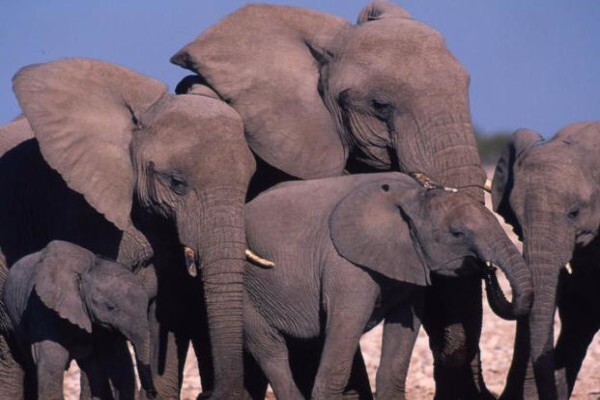 Assessment Of South African Elephant Management