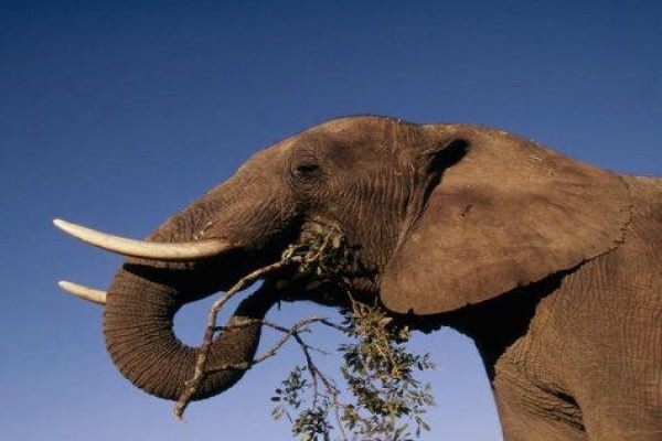 Assessment Of South African Elephant Management