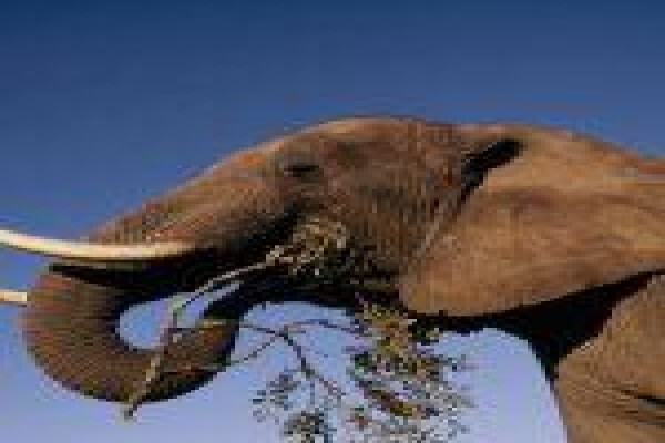 Assessment Of South African Elephant Management