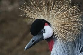 Aves Birding Tours