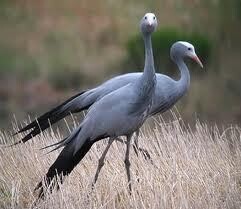 Aves Birding Tours