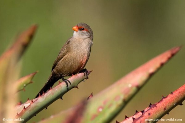 Aves Birding Tours