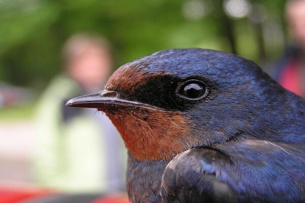 Aves Birding Tours