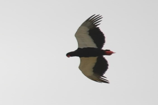 Aves Birding Tours