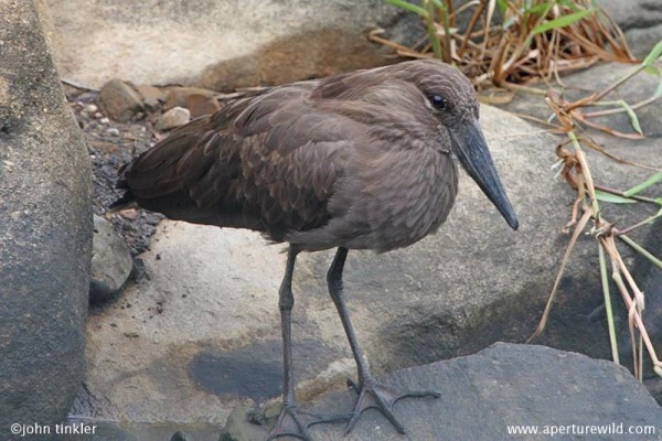 Aves Birding Tours