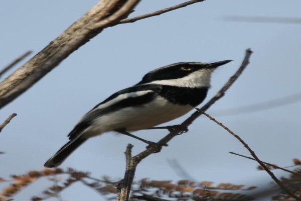 Aves Birding Tours