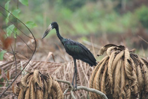 Aves Birding Tours