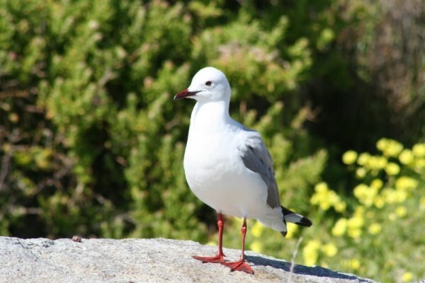 Aves Birding Tours