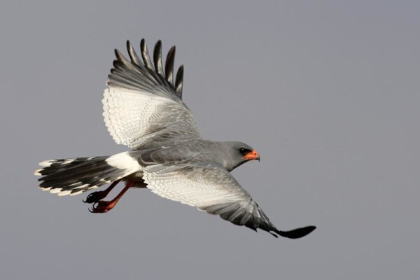 Aves Birding Tours