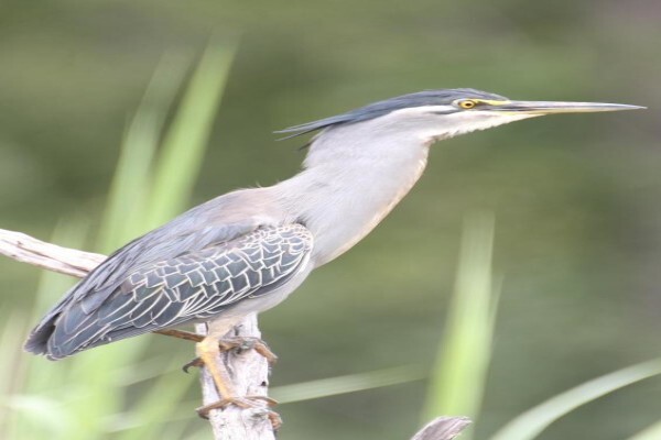Aves Birding Tours