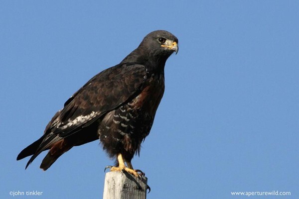 Aves Birding Tours