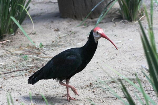 Aves Birding Tours