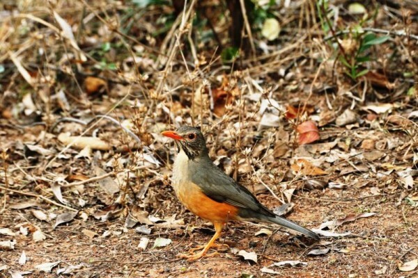Aves Birding Tours