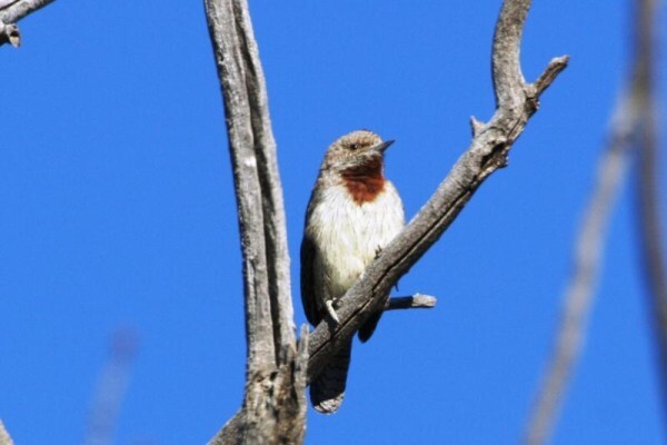 Aves Birding Tours
