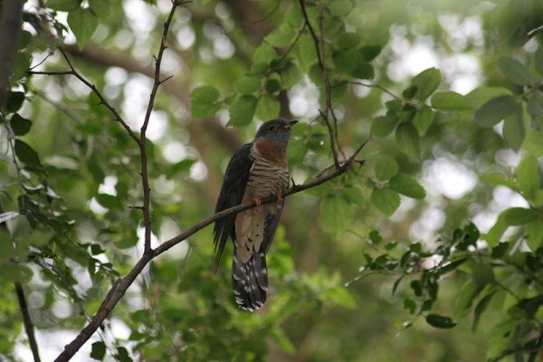 Aves Birding Tours