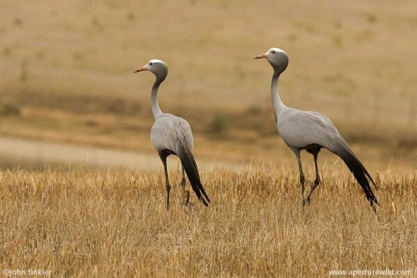 Aves Birding Tours