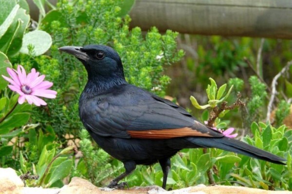 Aves Birding Tours