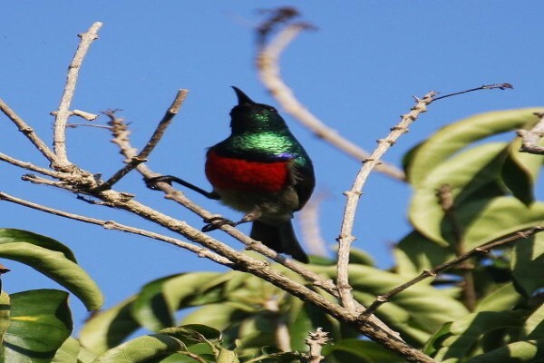 Aves Birding Tours