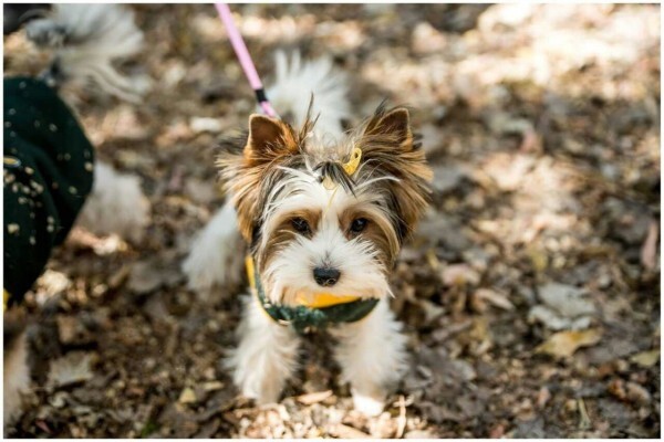 Aziza Yorkshire Terriers